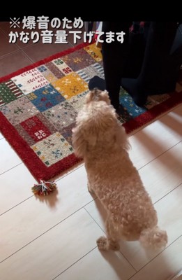 吠える犬