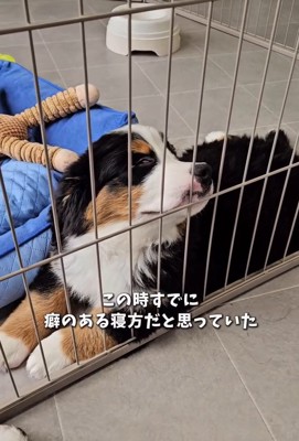 ケージの間に挟まる都ちゃん