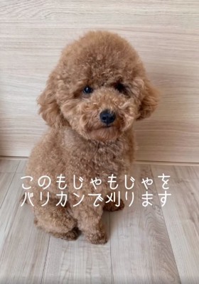 トイプードルのムギくん