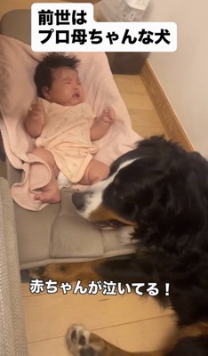 赤ちゃんを見つめる犬