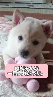 家族全員が一目惚れ