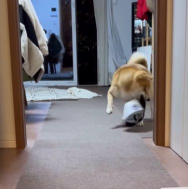 帽子で遊ぶ柴犬