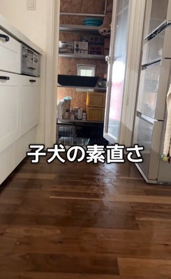 ハスキー3匹を呼んだ時の反応