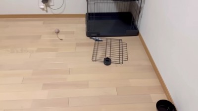 ケージも壊しちゃう！！