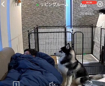 息子さんをガン見するアイスくん