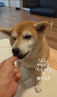 おまめちゃんのおやつタイム7