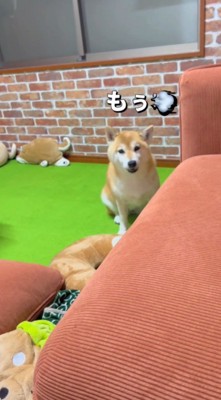 床に座り込んで飼い主を見つめる犬