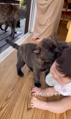 官兵衛くんの子犬たちと赤ちゃん3