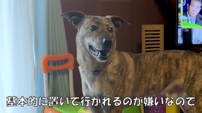 パパが戻ってきた時のりゅうさん3