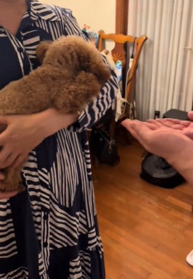 顔をうずめる犬2