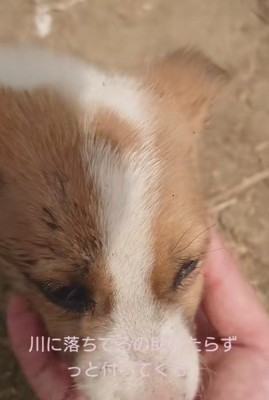 さみしそうな表情に涙…