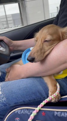 車に乗っている男性のひざの上で目を閉じる犬