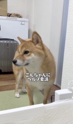 ごんちゃん助けて…！