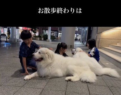 「もふもふ祭り」スタート