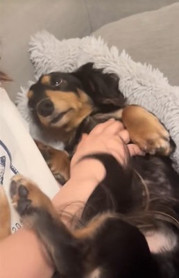 飼い主の友人を上目遣いで見つめる小型犬