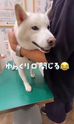 注射を打った時のだい吉くん8