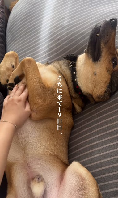 へそてんでお腹を撫でられる大型犬