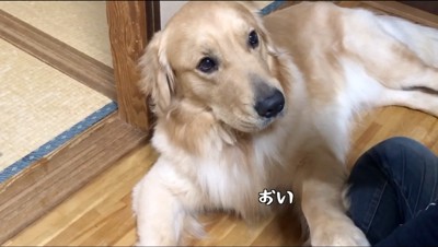 飼い主の膝にもやしを置く犬