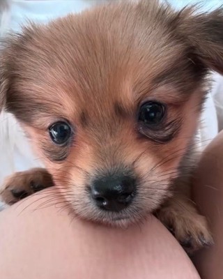 チワポメちゃんの成長2