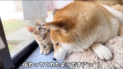 犬の匂いを嗅ぐ猫