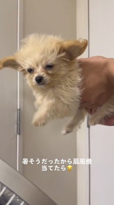 扇風機の風に当たる犬
