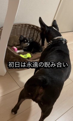 睨み合っていた2匹