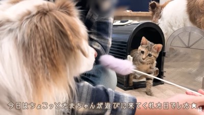 ワンコたちと子猫の再会⑩