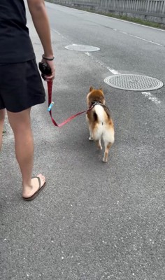 ママの期待、砕け散る…!