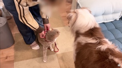 猫のお客さん!?