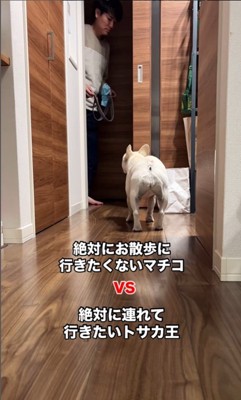 散歩に連れて行きたいお父さんVSマルちゃん