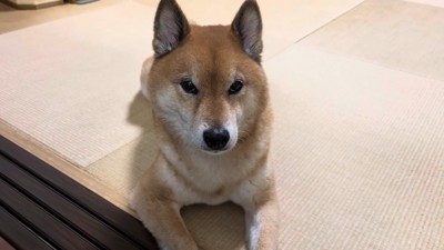 飼い主さんの前ではこの表情(笑)