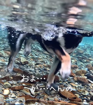 水の中を歩く犬3