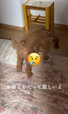 しょんぼり…