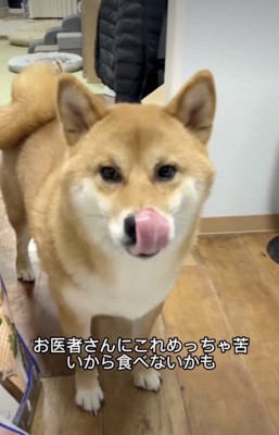 ごんちゃんのペロリ