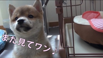 お座りをして飼い主を見上げる子犬