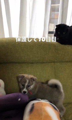 サスケくんの変化9