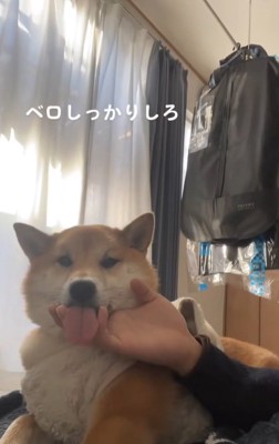 アゴの下を撫でられながら舌をベロンと出す柴犬