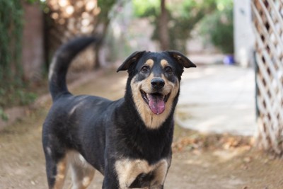 笑顔の折れ耳の犬、しっぽを上げている