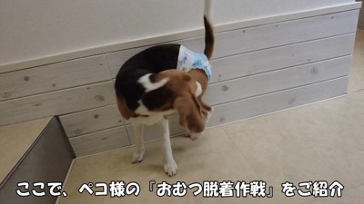 オムツをお口で外す作戦