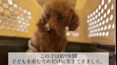 元繫殖犬のひーちゃん