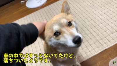 2日ぶりに帰宅したハナちゃん