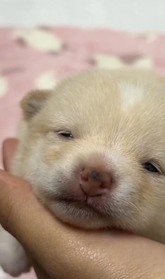 赤ちゃん犬の顔