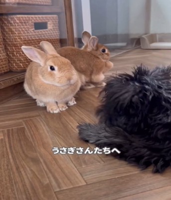 うさぎ2匹と犬2