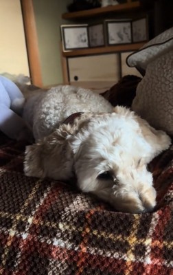 飼い主を見つめる犬