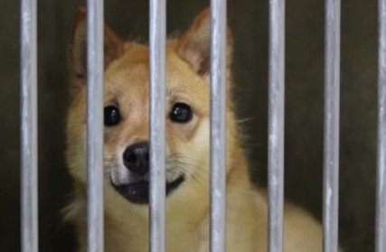 捨てられた春陽くん