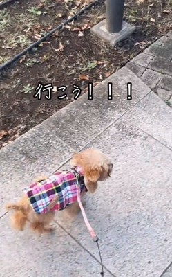 走るちまちゃん