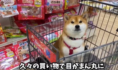 カメラ目線の犬1