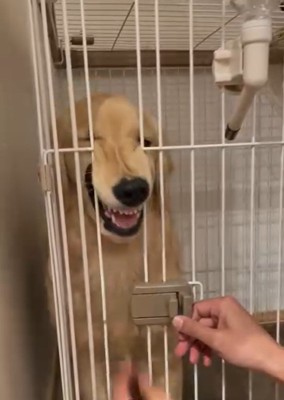 顔がつぶれるかやちゃん