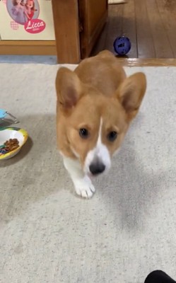 飼い主さんを見るロイくん