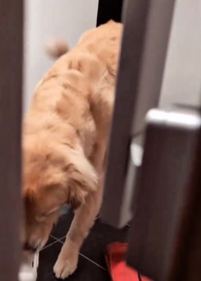 戻ってくる大型犬2